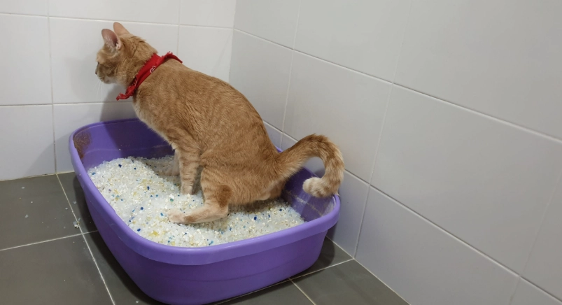 貓咪泌尿系統照護