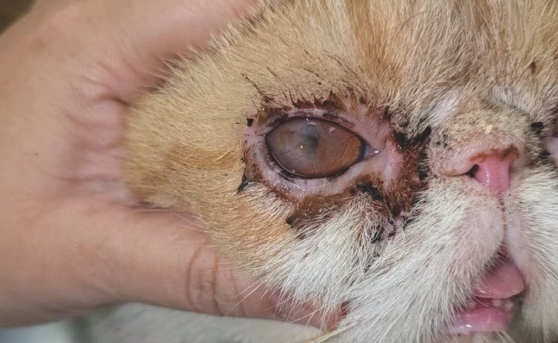 貓角膜潰瘍治療