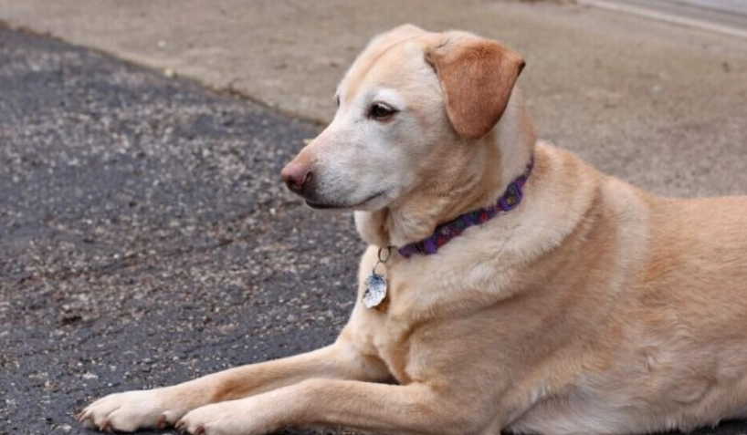 狗肺積水死全攻略：症狀辨識、緊急處理與預防關鍵