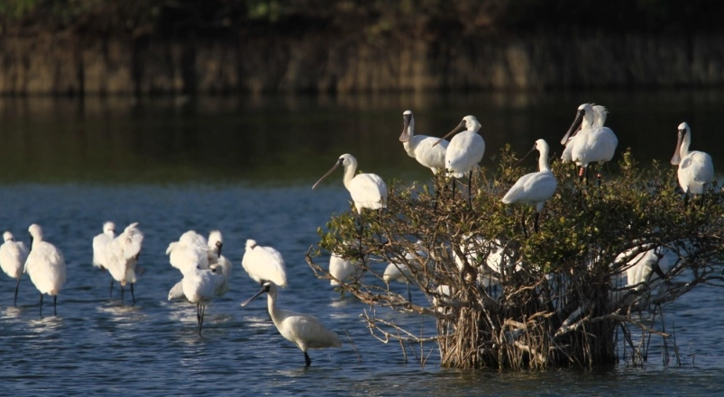 候鳥遷徙時間表