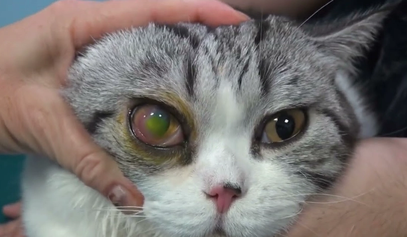 貓角膜潰瘍症狀