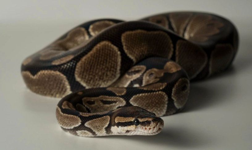 農業部許可寵物