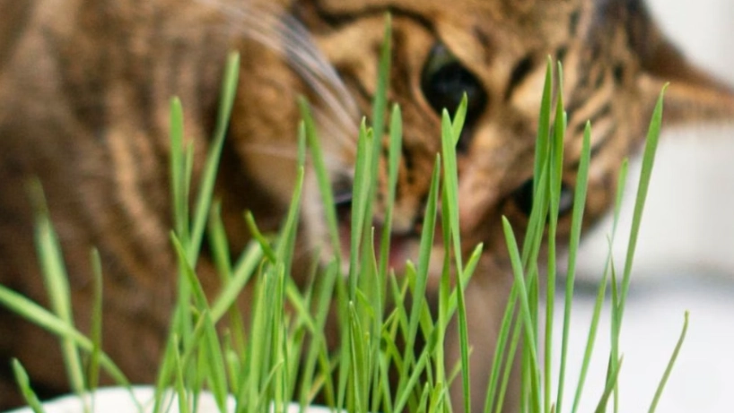 貓薄荷如何使用