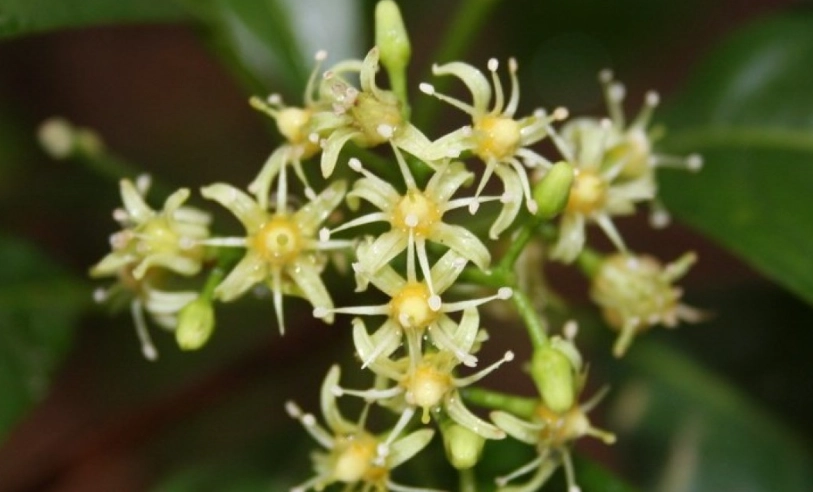 油甘開花期全攻略：賞花秘境、花期預測與實用拍攝技巧