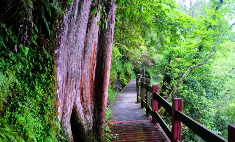 觀霧國家森林遊樂區