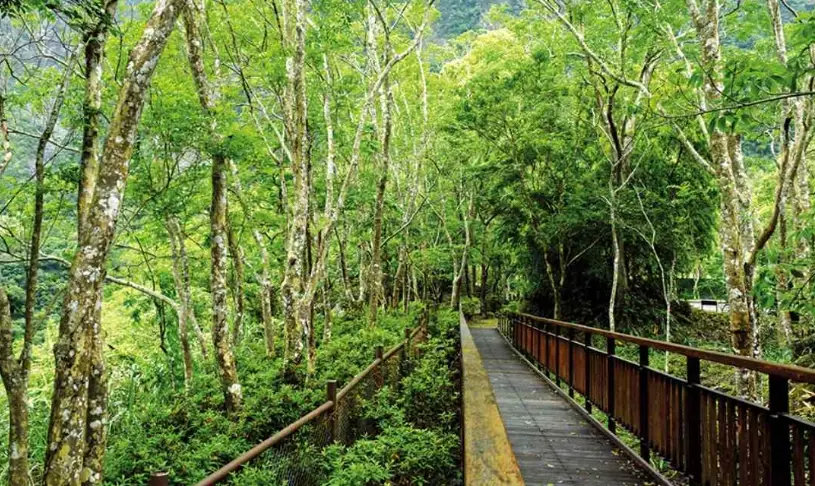 台灣森林系景點推薦：三大必訪秘境與實用交通攻略