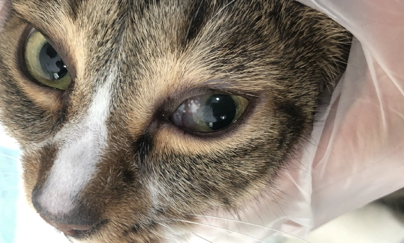 貓角膜潰瘍原因