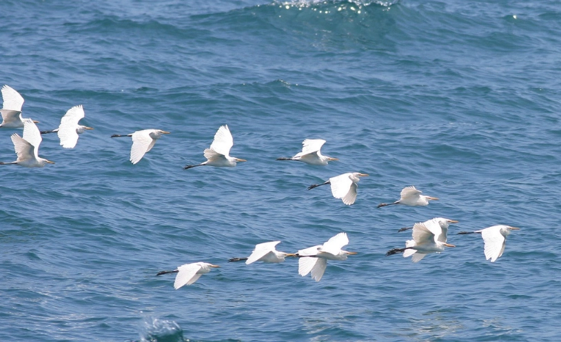 候鳥遷徙時間表