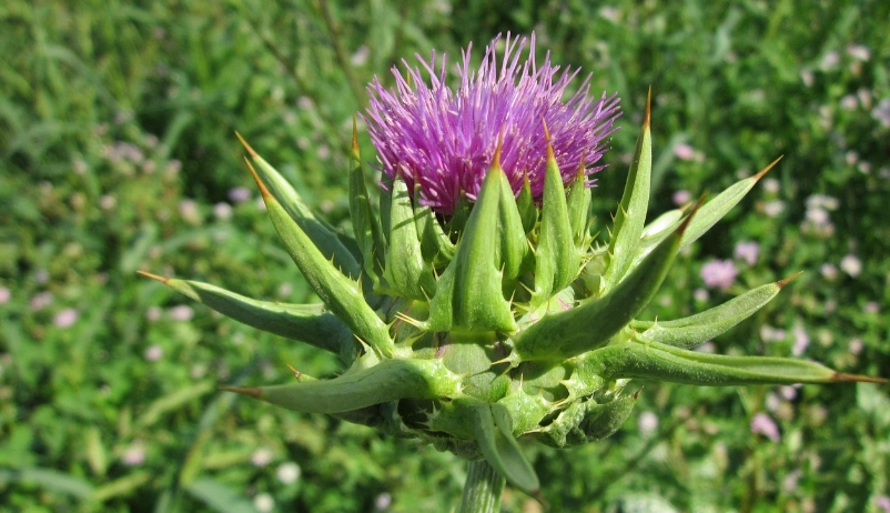 保肝水飛薊怎麼選？藥師教你避開3大誤區，有效護肝不花冤枉錢