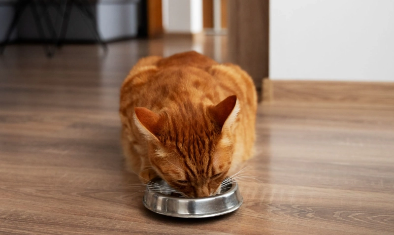 成貓一天吃多少罐頭？10年貓奴的罐頭餵食量全攻略