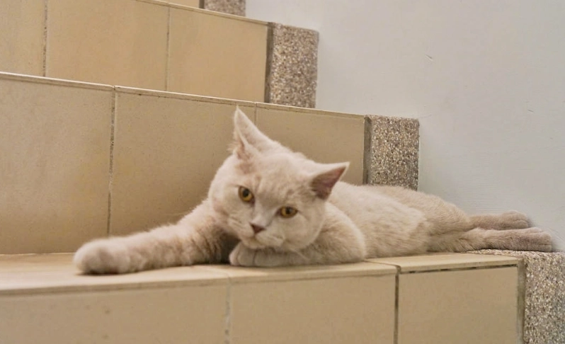 帶毛孩放風去！新莊寵物友善景點全攻略：公園、餐廳、步道一次收藏