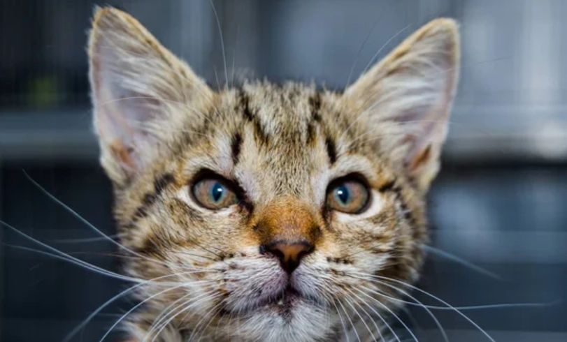 貓角膜潰瘍治療