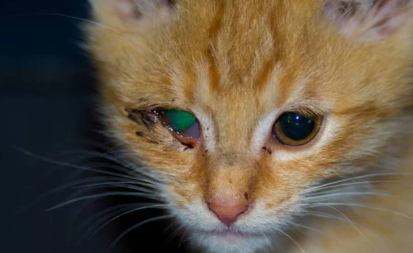 貓角膜潰瘍治療