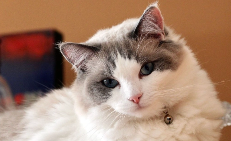 布偶貓毛不長是誤會？破解毛量與護理的關鍵真相