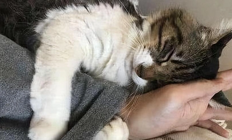 貓咪愛你的跡象