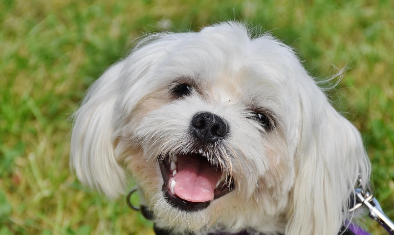 馬爾濟斯老犬疾病