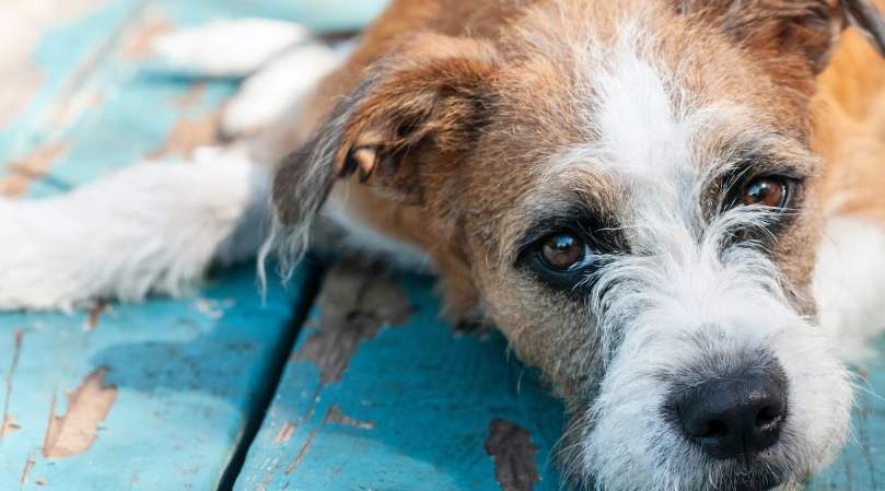 狗狗長毛吃什麼？獸醫推薦的美毛飲食指南與常見誤區