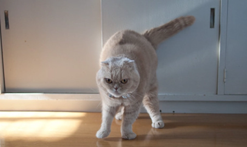 貓咪不喜歡的事