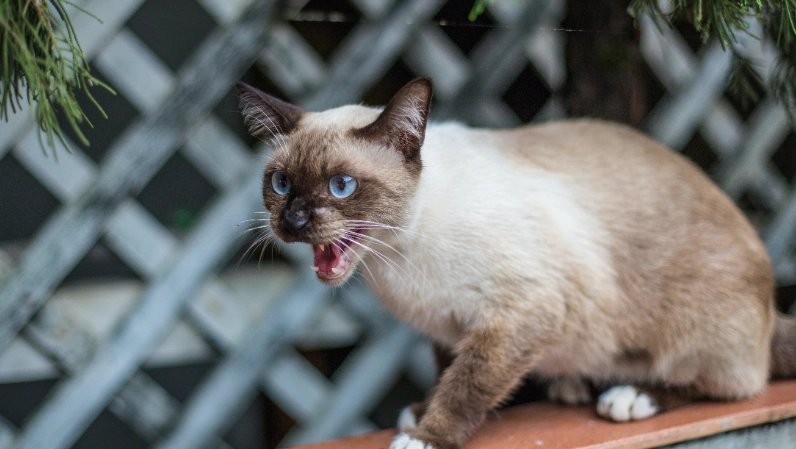 暹羅貓變色全解析：從科學原理到日常照顧的完整指南