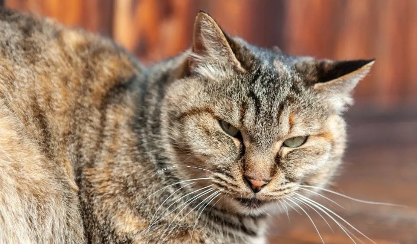 貓咪討厭的行為Top 10：主人必看避雷指南與改善技巧