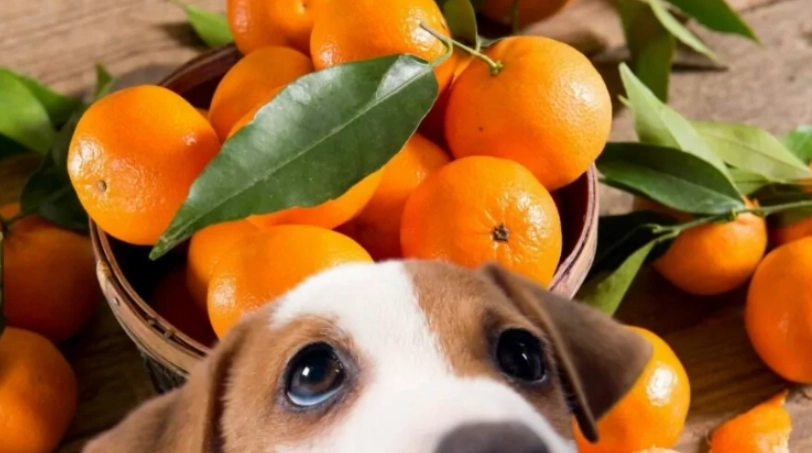 狗狗吃橘子安全嗎