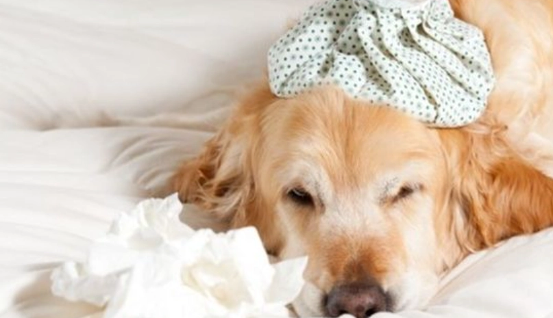 狗狗吐白色黏液