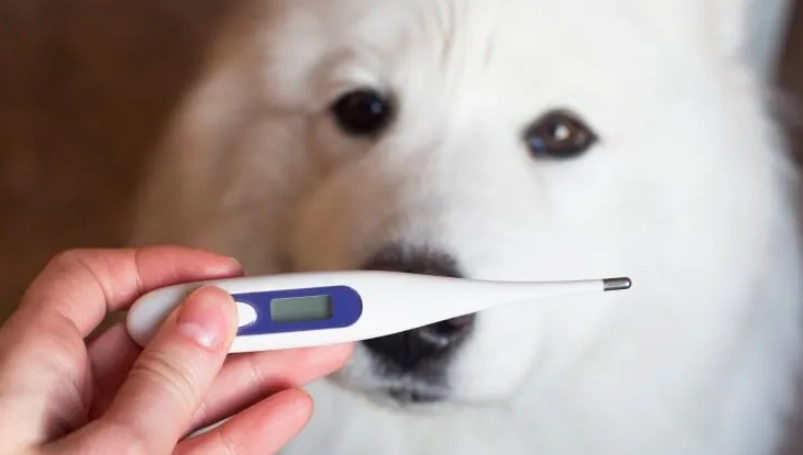 狗狗發燒怎麼辦？先搞懂狗狗正常體溫與發燒判斷標準