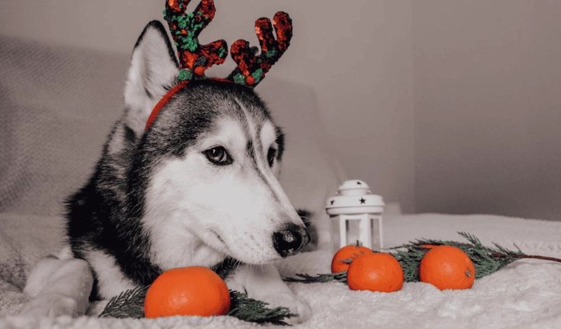 橘子對狗有害嗎