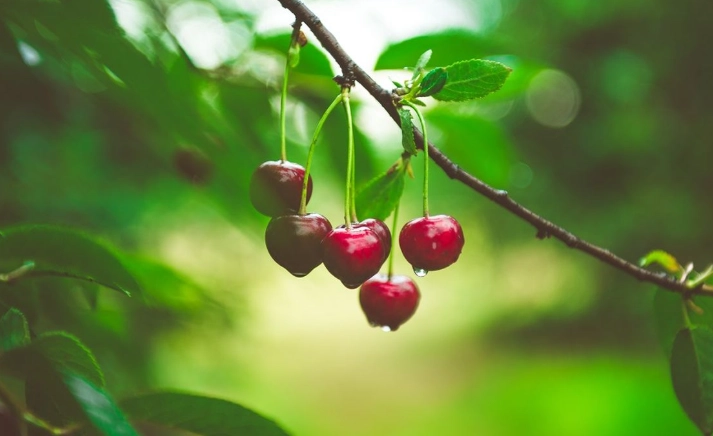 櫻桃 不能和什麼一起吃