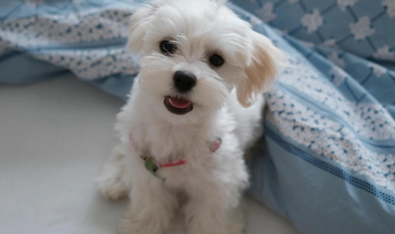 老年馬爾濟斯飲食