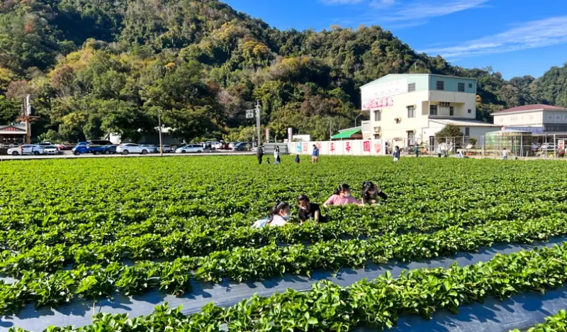 苗栗採草莓一日遊行程規劃，必訪果園、交通路線與實用技巧
