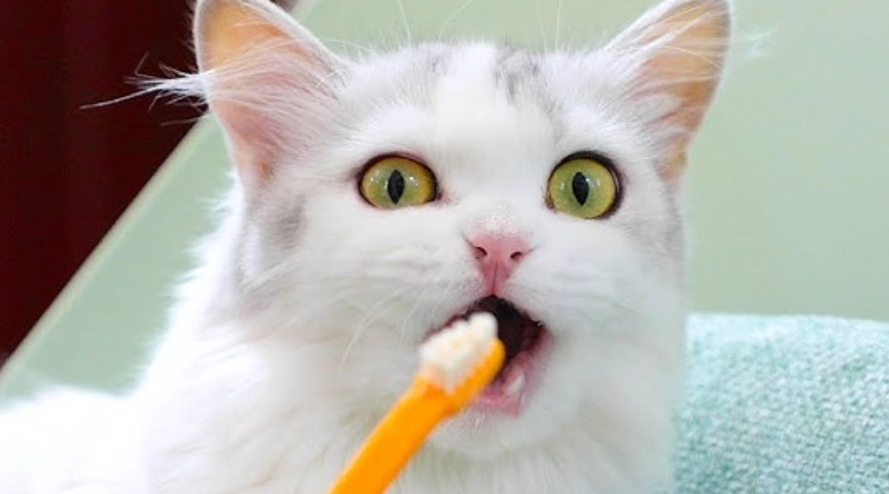 幼貓刷牙完整指南：步驟、工具與常見問題解答