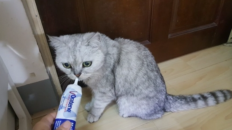 寵物潔牙零食推薦