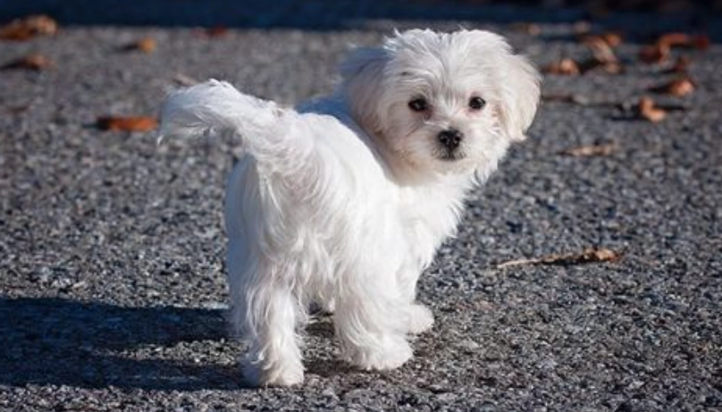 老年馬爾濟斯飲食