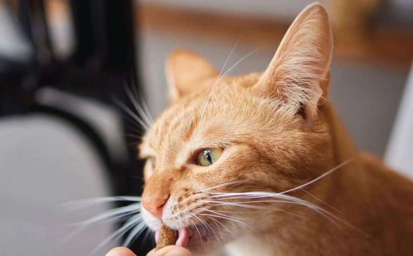 貓咪潔牙零食有用嗎？獸醫解析真實效果與選購指南