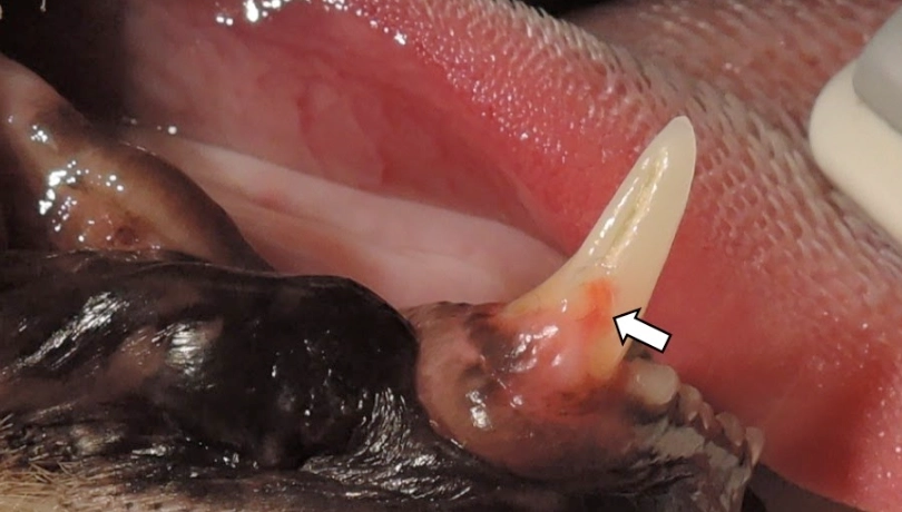 貓咪牙齒吸收：飼主必知的隱形牙痛警訊與完整治療指南
