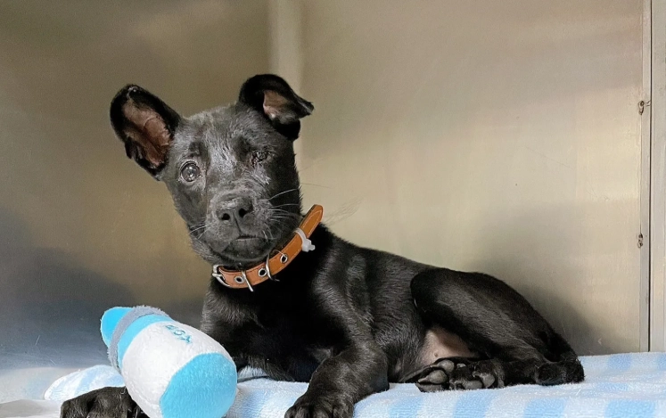 狗狗眼睛撞傷怎麼辦？緊急處理、就醫判斷與居家護理完整指南