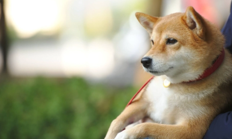 狗狗嘔吐白色黏稠怎麼辦？獸醫解析原因與緊急處理步驟