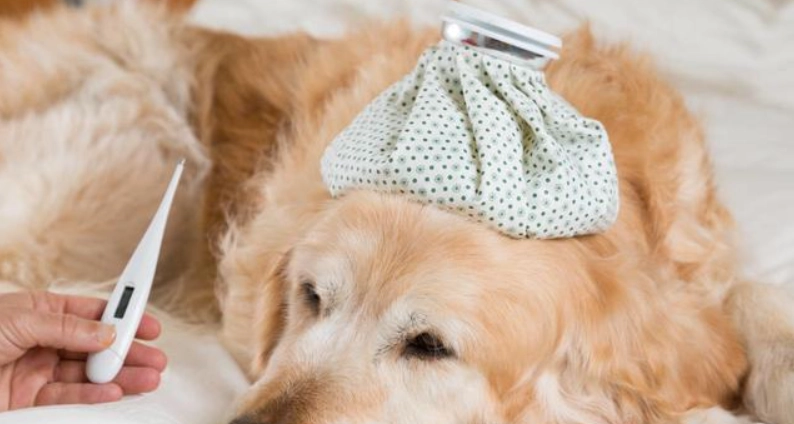 狗狗發燒怎麼辦