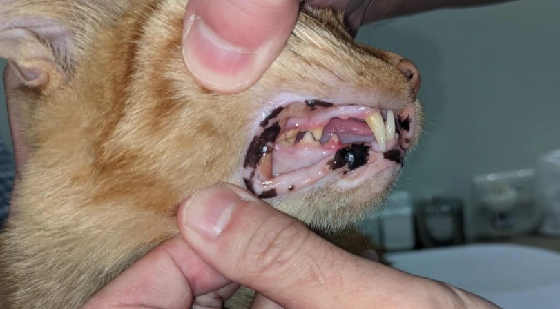 貓牙齒吸收治療