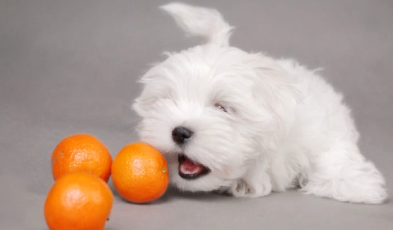 橘子對狗有害嗎