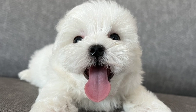 馬爾濟斯老年照護