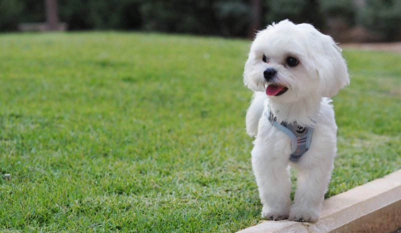 馬爾濟斯老年照護全攻略：飲食、疾病與日常照顧專家指南