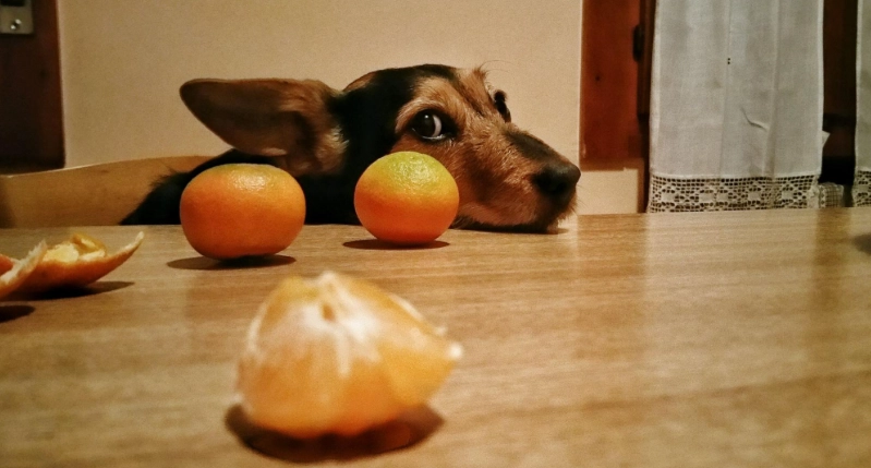 橘子對狗有害嗎