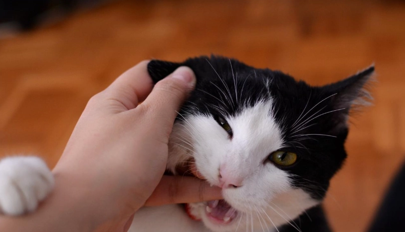 如何避免貓咪討厭