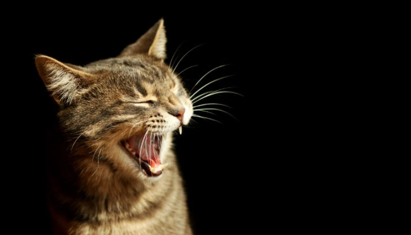 如何避免貓咪討厭