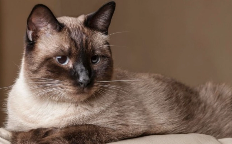 暹羅貓變色原因