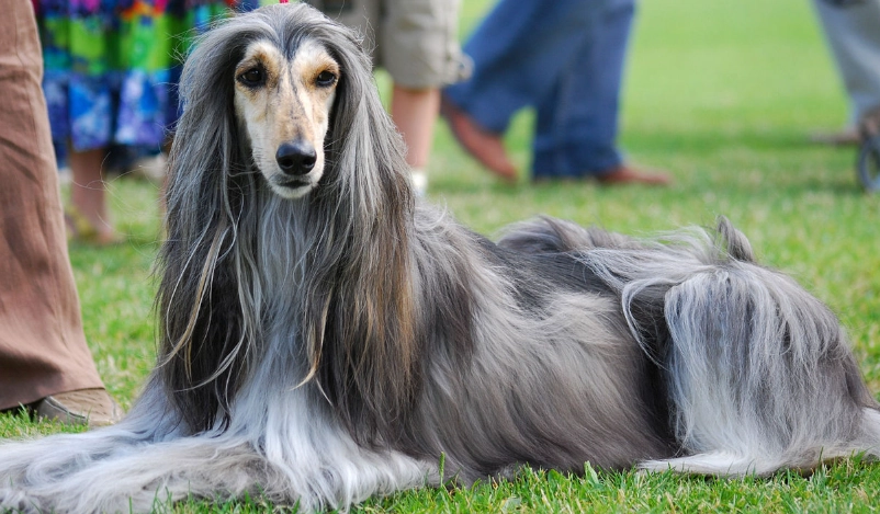 智商最低的狗真的難養嗎？完整解析阿富汗獵犬飼養指南與常見迷思
