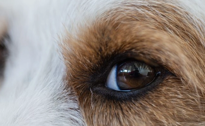 狗眼睛受傷處理