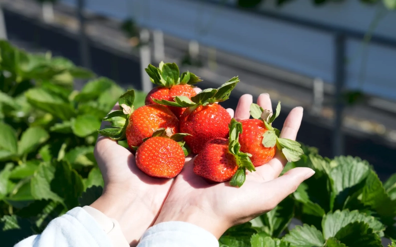 苗栗草莓園推薦
